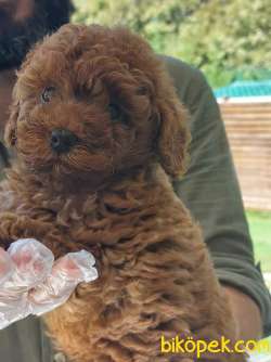 RED BROWN TOY POODLE BEBEKLERİMİZ 3