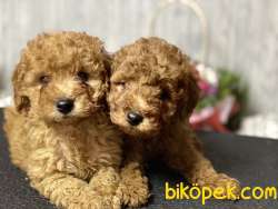 Red Brown Toy Poodle   Bebeklerimiz Anne Baba Secereli 3
