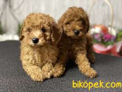 Red Brown Toy Poodle   Bebeklerimiz Anne Baba Secereli 2