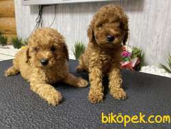 Red Brown Toy Poodle   Bebeklerimiz Anne Baba Secereli 1
