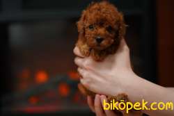 Red Brown Toy Poodle Bebeklerimiz Ithal 1