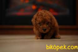 Red Brown Toy Poodle Bebeklerimiz Ithal 2