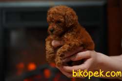 Red Brown Toy Poodle Bebeklerimiz Ithal 3