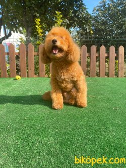 Red Brown Toy Poodle En Koyu Renk Orjinal 3