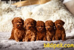 Red Brown Toy Poodle En Koyu Renk Orjinal 1