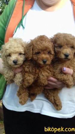 Red Brown Toy Poodle En Koyu Renk Orjinal 2