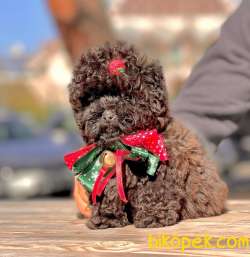 TOY POODLE / ERKEK / SATILIK 5