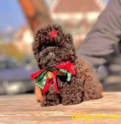 TOY POODLE / ERKEK / SATILIK 1