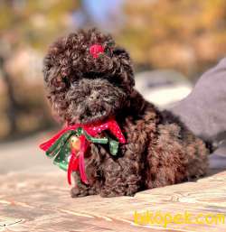 TOY POODLE / ERKEK / SATILIK 4
