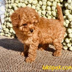 RED BROWN / TOY POODLE / ERKEK / SATILIK 3