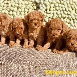 RED BROWN / TOY POODLE / ERKEK / SATILIK 2