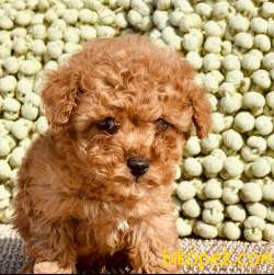 RED BROWN / TOY POODLE / ERKEK / SATILIK 1