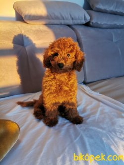 Red Brown Toy Poodle Erkek Yavru 2