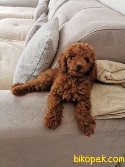 Red Brown Toy Poodle Erkek Yavru 4