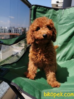 Red Brown Toy Poodle Erkek Yavru 3