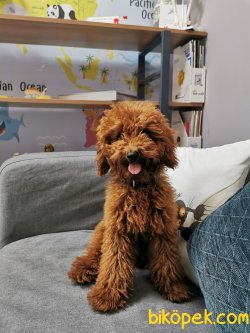 Red Brown Toy Poodle Erkek Yavru 1