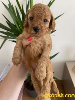 Red Brown Toy Poodle Erkek Yavru 2