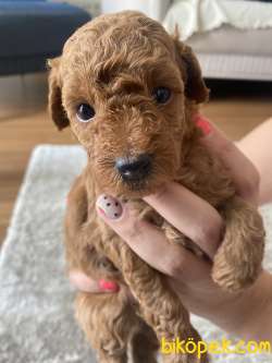 Red Brown Toy Poodle Erkek Yavru 1