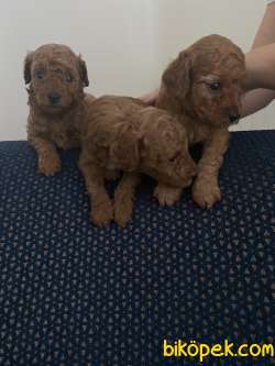 Red Brown Toy Poodle Erkek Yavru 3