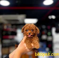 Red Brown Toy Poodle Mağazamızdan Sizlere 2