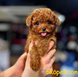 Red Brown Toy Poodle Mağazamızdan Sizlere