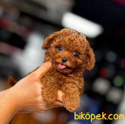 Red Brown Toy Poodle Mağazamızdan Sizlere 3