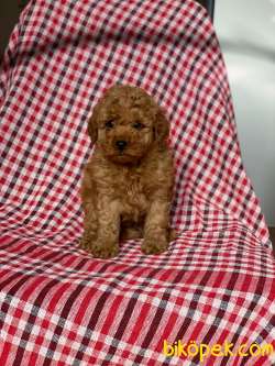 Red Brown Toy Poodle Oğlum COOKİE 3