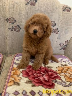 Red Brown Toy Poodle Orjinal  Microchipli Yavrular 1