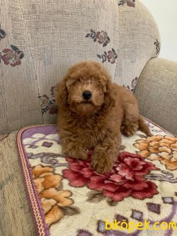 Red Brown Toy Poodle Orjinal  Microchipli Yavrular 2