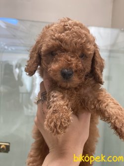 Red Brown Toy Poodle Orjinal Minik Suratlı 1