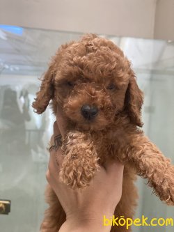 Red Brown Toy Poodle Orjinal Minik Suratlı 2