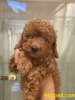 Red Brown Toy Poodle Orjinal Minik Suratlı 3