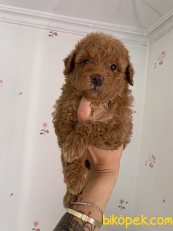 Red Brown Toy Poodle Orjinal Pasaportlu Chipli 1