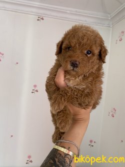 Red Brown Toy Poodle Orjinal Pasaportlu Chipli 3