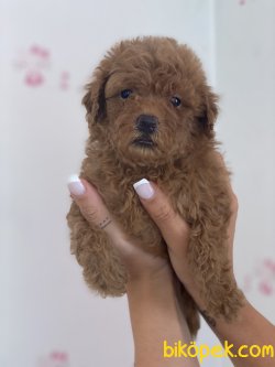 Red Brown Toy Poodle Orjinal Pasaportlu Chipli 2