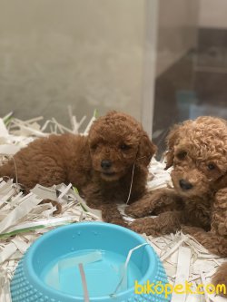 Red Brown Toy Poodle Orjinal Rusya Dan 4