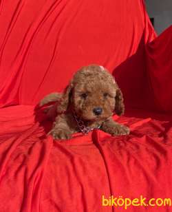 Red Brown Toy Poodle Safkan Belgeli Garantili Asili Yavrularımız 2