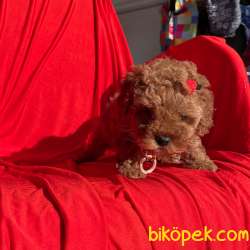 Red Brown Toy Poodle Safkan Belgeli Garantili Asili Yavrularımız 5