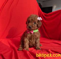 Red Brown Toy Poodle Safkan Belgeli Garantili Asili Yavrularımız 4