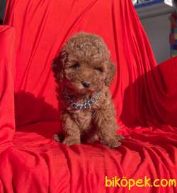 Red Brown Toy Poodle Safkan Belgeli Garantili Asili Yavrularımız 1
