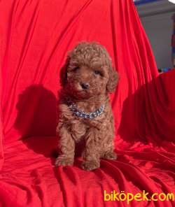 Red Brown Toy Poodle Safkan Belgeli Garantili Asili Yavrularımız 3