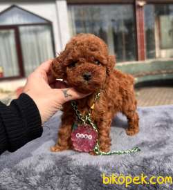 Red Brown Toy Poodle Wc Eğitimli Irk Ve Sağlık Garantili 3
