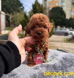 Red Brown Toy Poodle Wc Eğitimli Irk Ve Sağlık Garantili 4