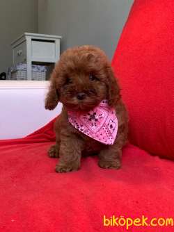 Red Brown Toy Poodle Wc Eğitimli MİCROCHİPLİ Pasaportlu 3