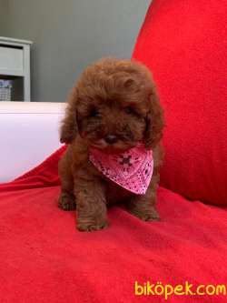 Red Brown Toy Poodle Wc Eğitimli MİCROCHİPLİ Pasaportlu 2