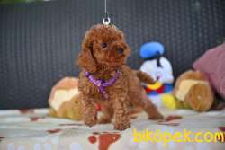 Red Brown Toy Poodle Wc Eğitimli MİCROCHİPLİ  Pasaportlu 5