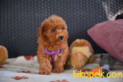 Red Brown Toy Poodle Wc Eğitimli MİCROCHİPLİ  Pasaportlu 2
