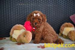 Red Brown Toy Poodle Wc Eğitimli MİCROCHİPLİ Pasaportlu 1