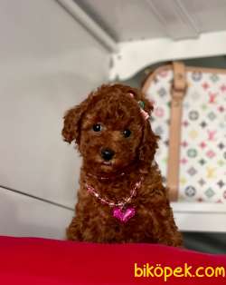 Red Brown Toy Poodle Wc Eğitimli MİCROCHİPLİ Pasaportlu Irk Ve Sa