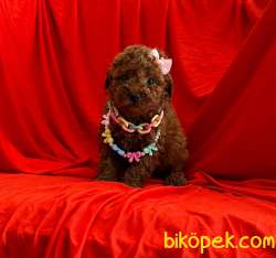 Red Brown Toy Poodle Wc Egıtımli Pasaportlu 4